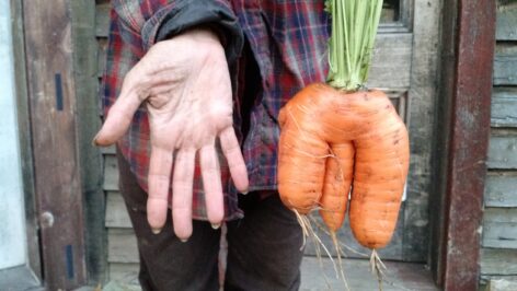 A hand and a carrot that resembles a hand. Photo by Yves Candau.