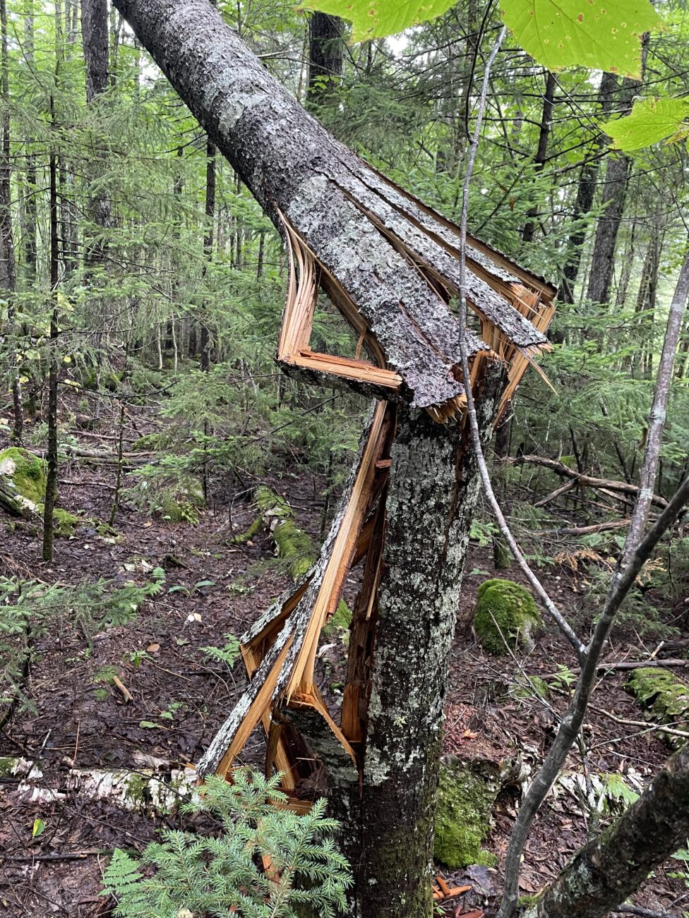 A tree collapses forward, breaking at hard angles in a lush spruce forest