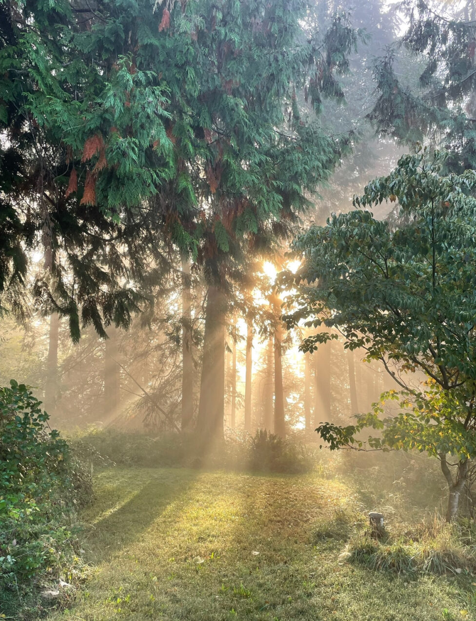 Morning light at Oak Head. Photo by Roya Amirsoleymani.