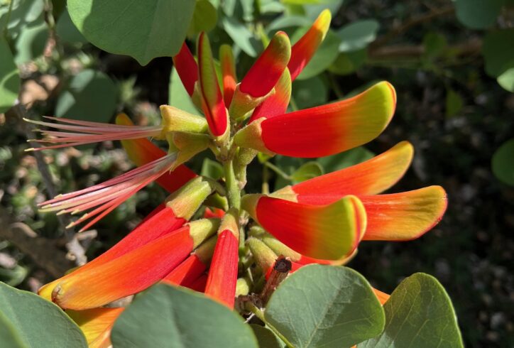 A desert plant in bloom: tender but tough green leaves hold multiple elongated flowers: yellow, orange, red, pointing outward like parrot beaks, openings at the end, fleshy, thick. Some of the flowers are stripped of their petals, and the thin bundle of stamen are all that remain. Is this a wound? Is this how the flower prepares its seed? Photo by Petra Kuppers.