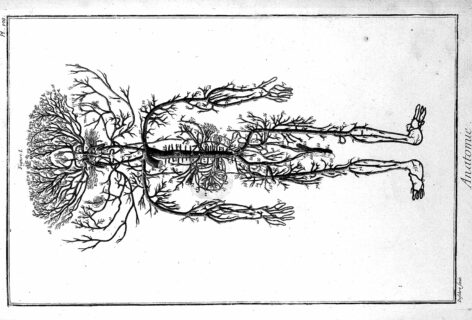 This file comes from Wellcome Images, a website operated by Wellcome Trust, a global charitable foundation based in the United Kingdom. Refer to Wellcome blog post (archive). An Anatomy of the Human Arteries adapted from Diderot and d’Alembert (1762) from the Welcome Library, London