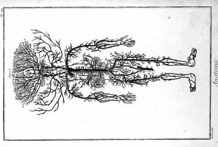 This file comes from Wellcome Images, a website operated by Wellcome Trust, a global charitable foundation based in the United Kingdom. Refer to Wellcome blog post (archive). An Anatomy of the Human Arteries adapted from Diderot and d’Alembert (1762) from the Welcome Library, London