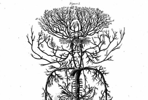 An Anatomy of the Human Arteries adapted from Diderot and d’Alembert (1762) from the Welcome Library, London