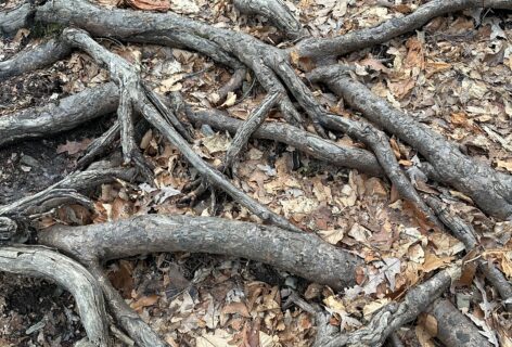 A photo of roots of a tree intertwined. Photo Courtesy of the artist.