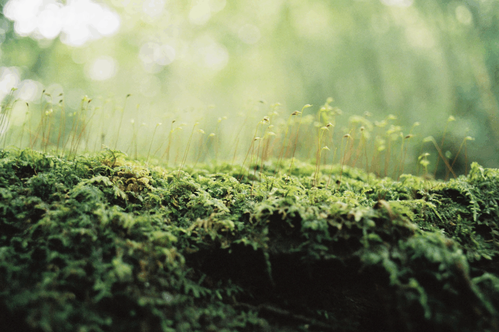 A close-up image of tiny sprouts atop a layer of moss. Photo by kyoko takenaka.